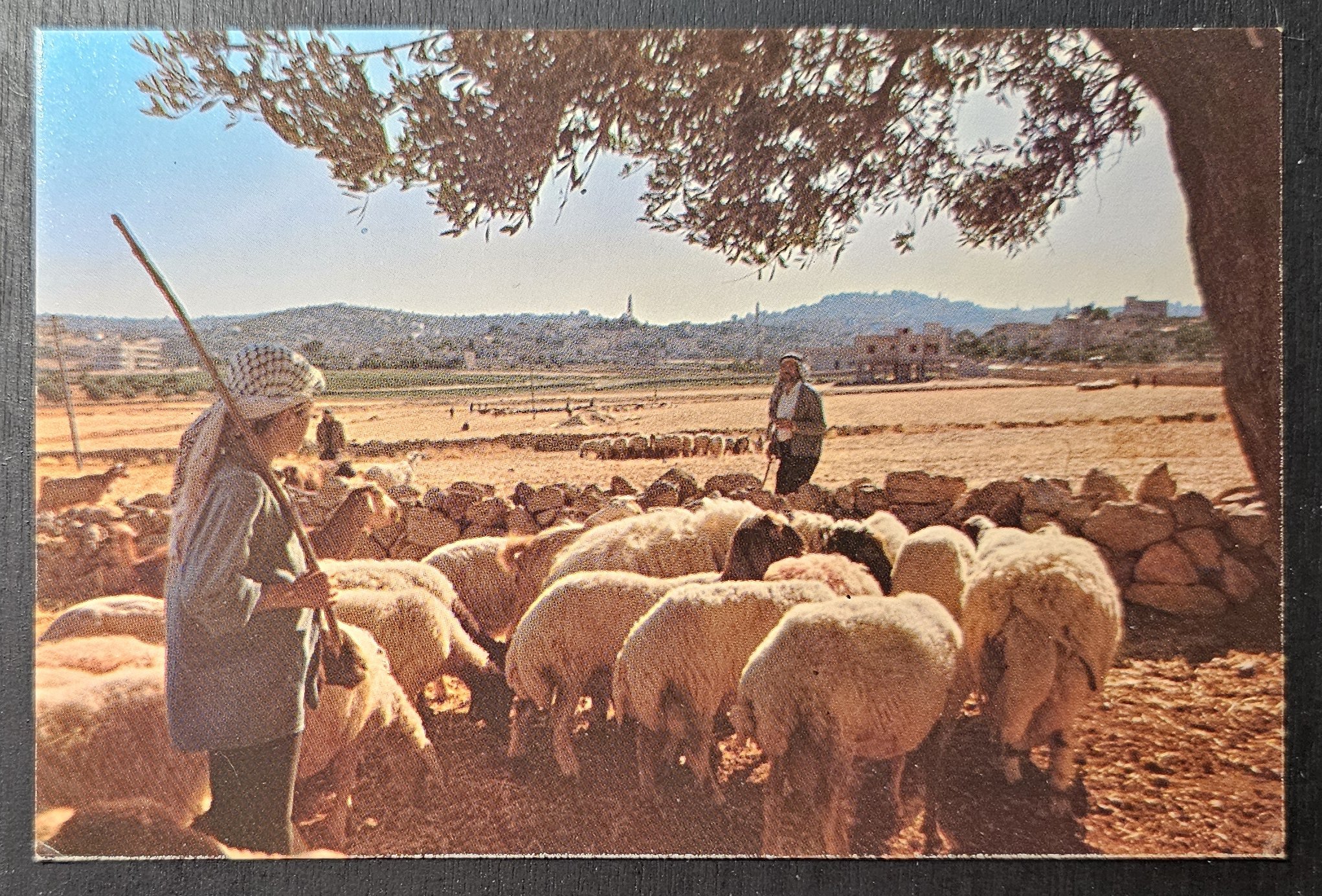(image for) postcard Israel #0019